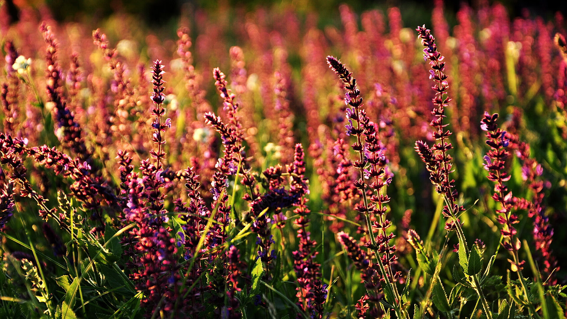 世界举重公开赛选手康复训练体系完善，世界举重大师赛